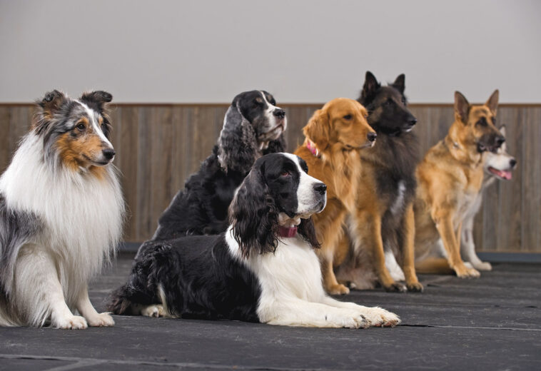 Local Resources for Training your Canine Companion