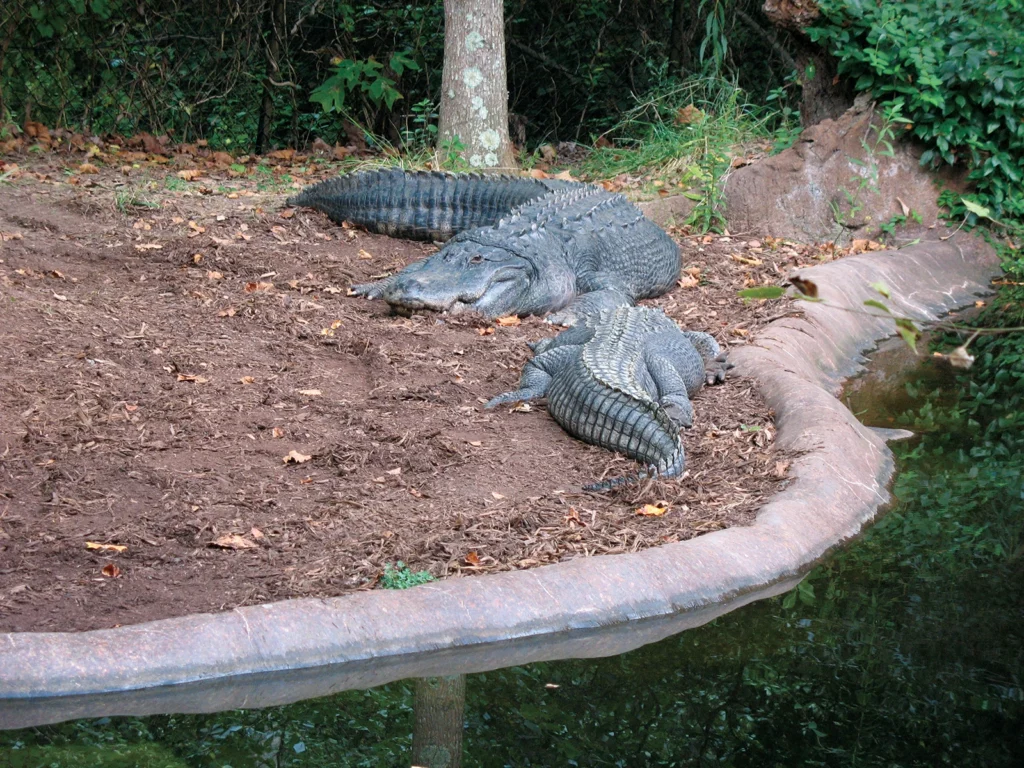 alligators at the north carolina zoo