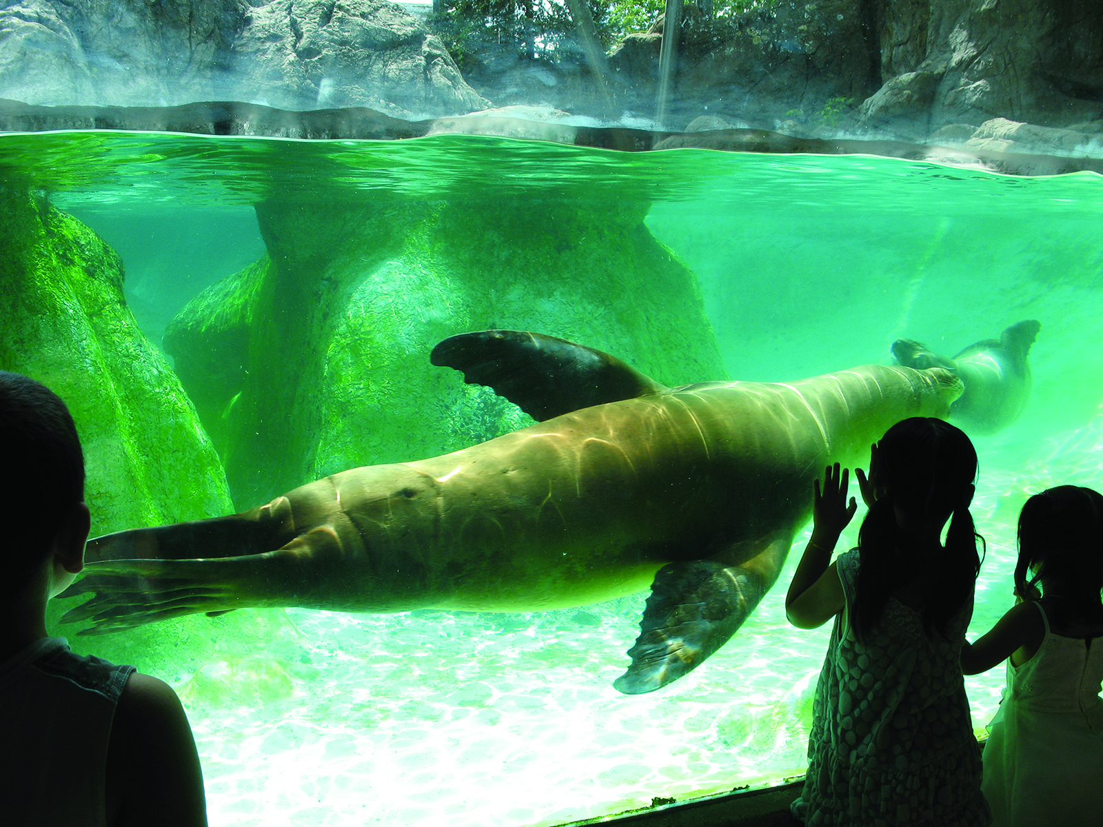 north carolina zoo sea lion and children