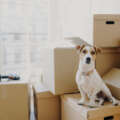 How to Keep Pets Safe During a Move to Raleigh