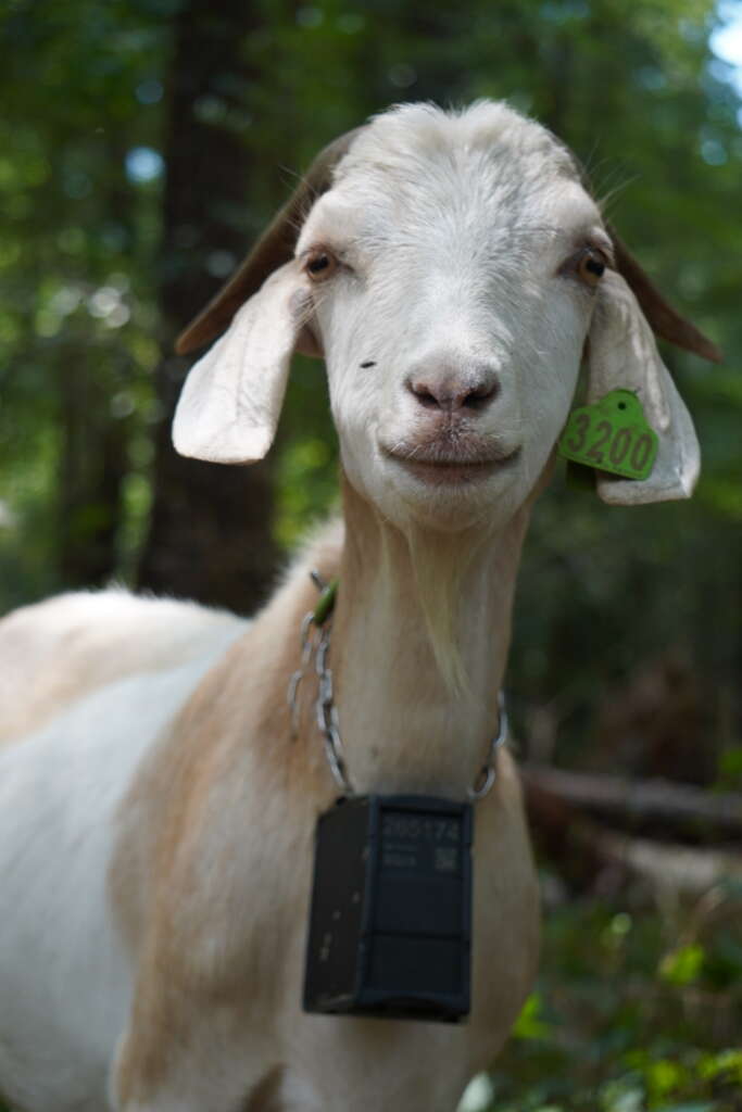 Goats on the Go Raleigh-Durham