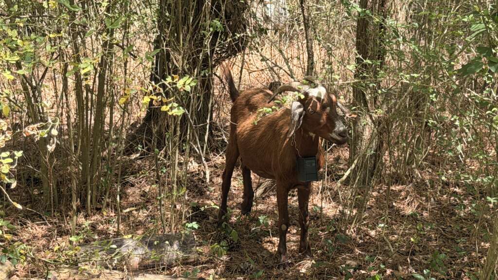 Goats on the Go Raleigh Durham Carolina Tiger Resuce