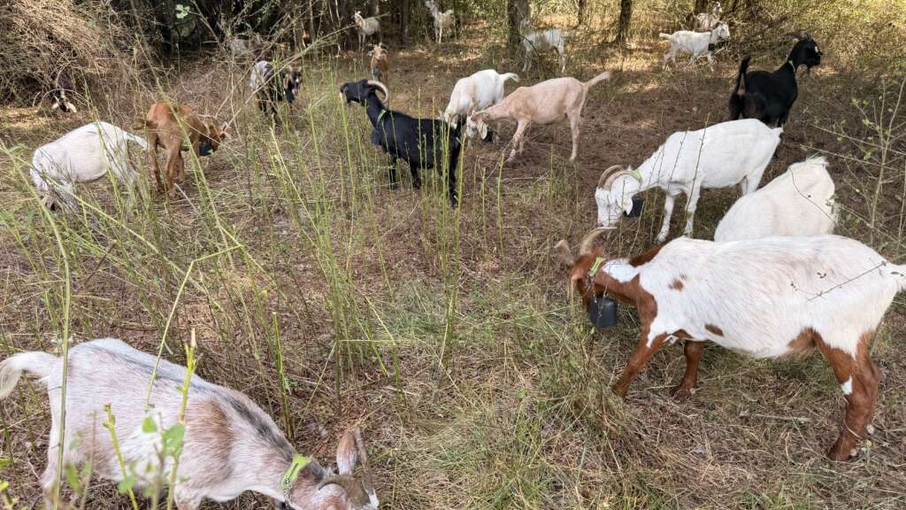 Goats on the Go Raleigh-Durham