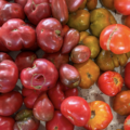 Cooking with the Seasons in North Carolina