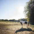 What the Year of the Fire Horse Means for 2026