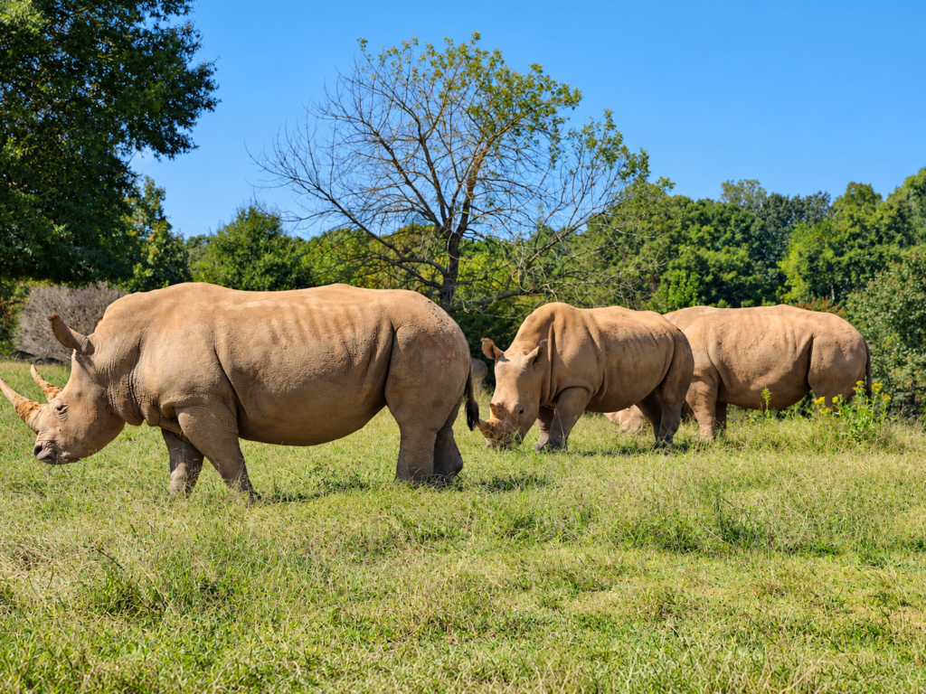 Three rhinoceroses grazing in a field at the North Carolina Zoo